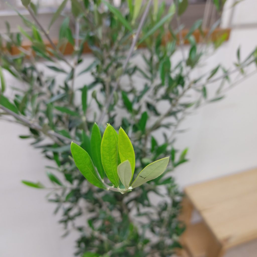 綺麗なオリーブ♪